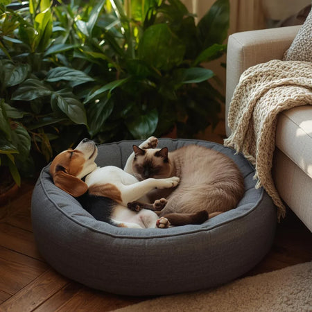 Comfort & Rest