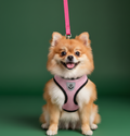 Dog Collar & Harness Set