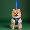 Dog Collar & Harness Set