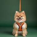 Dog Collar & Harness Set