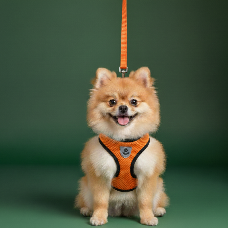 Dog Collar & Harness Set