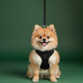 Dog Collar & Harness Set