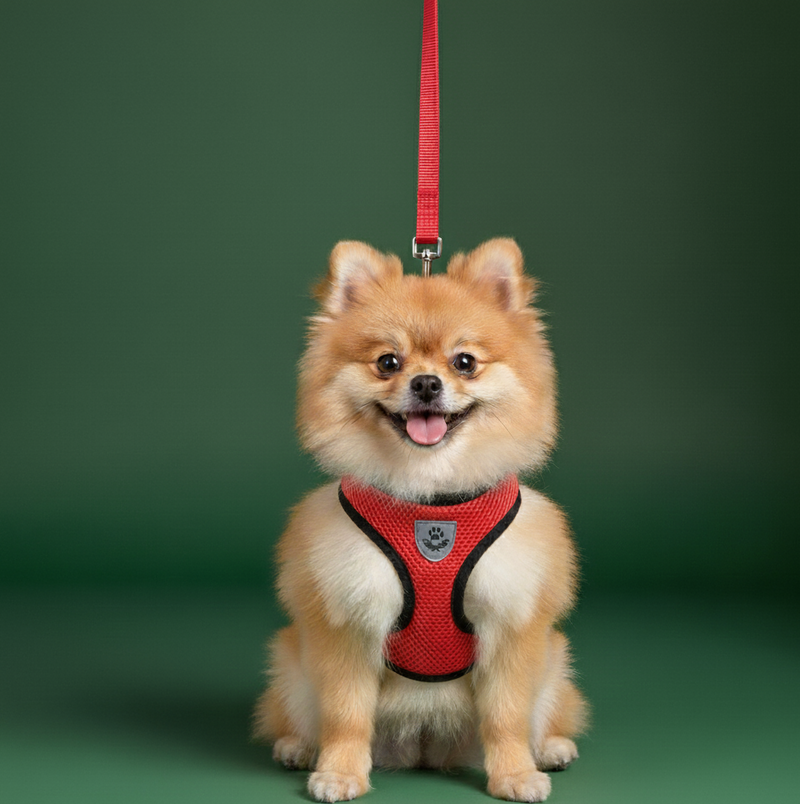 Dog Collar & Harness Set