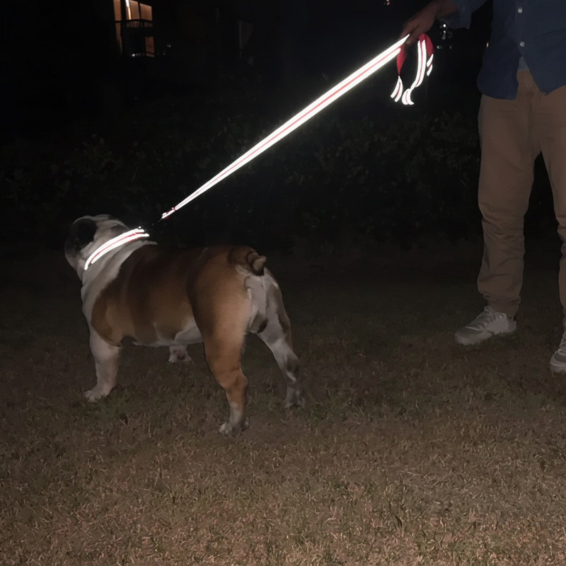 Reflective Pet Walking Leash – Harness Rope for Cats & Dogs